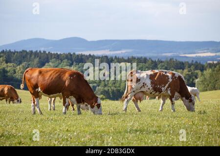 Troupeau de vaches et veaux broutant dans un pré vert Banque D'Images