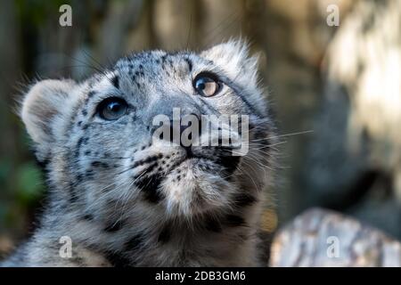 Chaton de snow leopard - Irbis (Panthera uncia) surveille le quartier. Banque D'Images