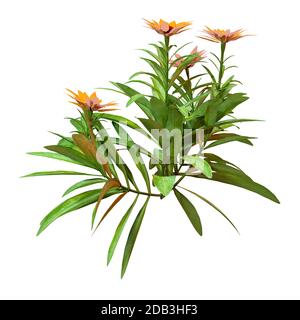 Rendu tridimensionnel d'une plante de calendula avec des fleurs isolées sur fond blanc Banque D'Images