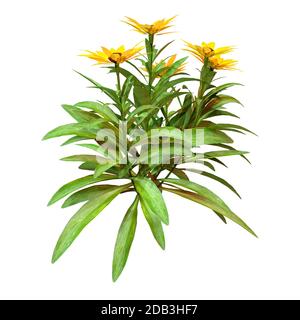 Rendu tridimensionnel d'une plante de calendula avec des fleurs isolées sur fond blanc Banque D'Images