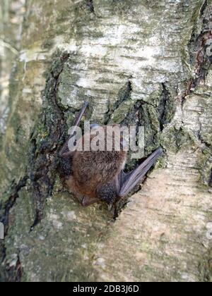 Wasserfledermaus (Myotis daubentonii) an der Steinbachtalsperre Hat sich an einen Birkenstamm geklammert, Euskirchen-Kirchheim, Nordrhein-Westfalen, D Banque D'Images