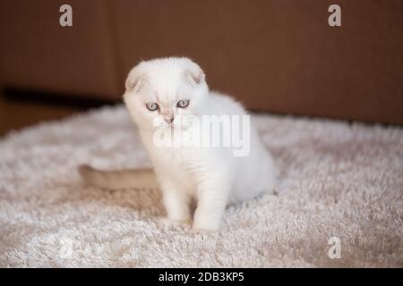 Un petit chaton écossais plié blanc se trouve sur un tapis léger et doux et regarde hors de l'appareil photo. Commodité pour le chaton. Banque D'Images