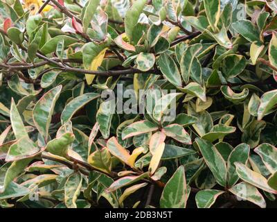 Feuilles d'hiver vert et crème rouges de l'éternel vert arbuste mural robuste Trachelospermum jasminoides 'Variegatum' Banque D'Images