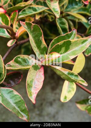 Feuilles d'hiver vert et crème rouges de l'éternel vert arbuste mural robuste Trachelospermum jasminoides 'Variegatum' Banque D'Images