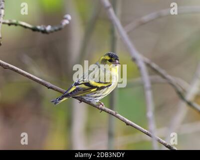 Siskin eurasien, Carduelis spinus, dans les bois naturels, pays de Galles du milieu, royaume-uni Banque D'Images