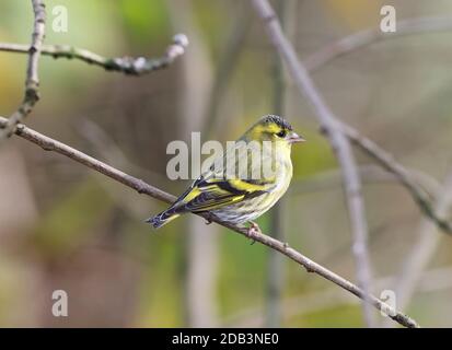 Siskin eurasien, Carduelis spinus, dans les bois naturels, pays de Galles du milieu, royaume-uni Banque D'Images