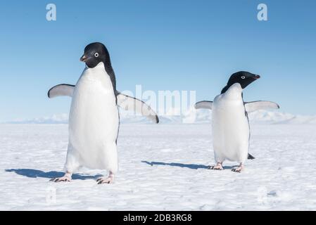 Adelie Penguins sur la glace de mer de McMurdo Sound. Banque D'Images