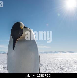 Pingouin empereur près de Cape Royds sur l'île Ross, Antarctique Banque D'Images