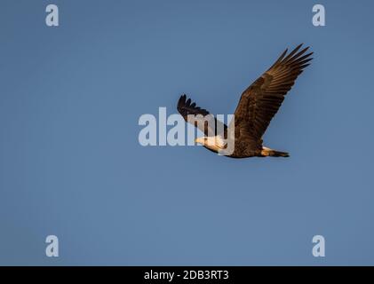 Aigle à tête blanche (Haliaeetus leucocephalus) ciel bleu volant Banque D'Images