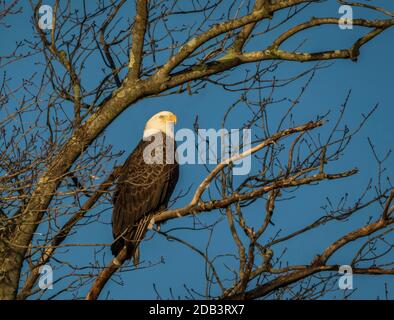 Aigle à tête blanche (Haliaeetus leucocephalus) perchée sur fond bleu ciel Banque D'Images