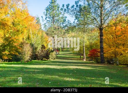 Une avenue de couleurs automnales, Bodenham Arboretum Worcestershire Royaume-Uni. Octobre 2020 Banque D'Images