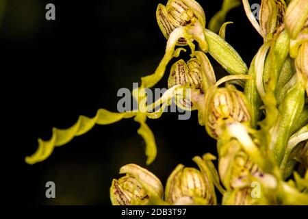 L'allemand wild orchid, orchidée Banque D'Images