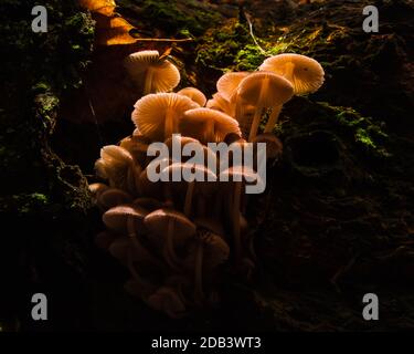 Groupe de champignons rétroéclairés qui poussent sur de vieux bois. Bois de Felbrigg, octobre 2020 Banque D'Images