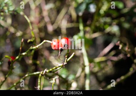 branche avec des fruits de rosehip qui pousse sauvage dans les montagnes argentines Banque D'Images