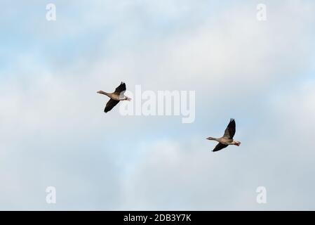anser. Deux oies des Graylag en vol contre le ciel bg i. Strumpshaw Fen, novembre 2020 Banque D'Images