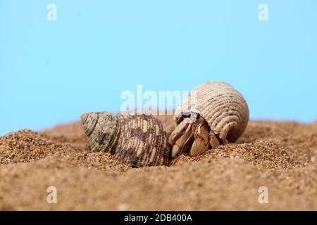 Kelomang ou Umang-Umang (pompong), ou certains qui le traduisent comme des crabes ermite ou des crabes ermite, sont des crustacés décapodes de la superfamille Paguroidea Banque D'Images