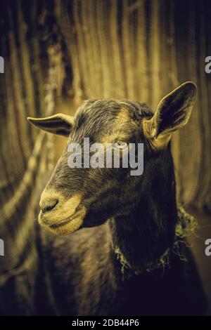 Moutons dans une ferme pour les animaux, des animaux mammifères détail, animal domestique, la laine et la production de lait Banque D'Images