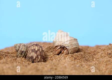 Kelomang ou Umang-Umang (pompong), ou certains qui le traduisent comme des crabes ermite ou des crabes ermite, sont des crustacés décapodes de la superfamille Paguroidea Banque D'Images