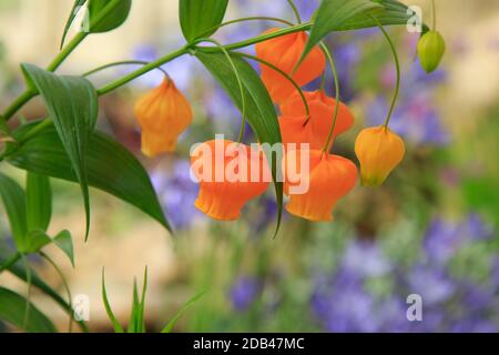 Avec ses fleurs orange accrochées à la longue tige verte de la lanterne chinoise, cette plante est une vraie vue. Banque D'Images