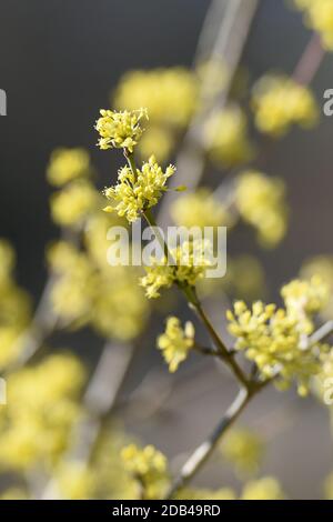 Blüten der Kornelkirsche, in Österreich auch Dirndlstrauch genannt - Die Blütezeit dieses Strauchs liegt im März/April, in der Regel sogar noch vor de Banque D'Images