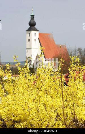 Ein Forsythien-Strauch im Frühling vor einer Kirche (Rüstorf, Bezirk Vöcklabruck, Oberösterreich, Österreich) - Der Strauch wächst aufrecht und erreic Banque D'Images