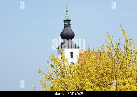 Ein Forsythien-Strauch im Frühling vor einer Kirche (Rüstorf, Bezirk Vöcklabruck, Oberösterreich, Österreich) - Der Strauch wächst aufrecht und erreic Banque D'Images