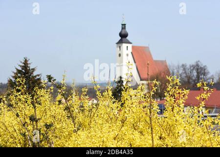 Ein Forsythien-Strauch im Frühling vor einer Kirche (Rüstorf, Bezirk Vöcklabruck, Oberösterreich, Österreich) - Der Strauch wächst aufrecht und erreic Banque D'Images