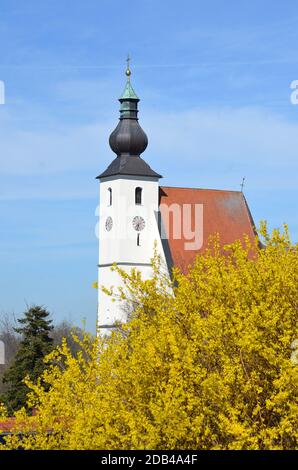 Ein Forsythien-Strauch im Frühling vor einer Kirche (Rüstorf, Bezirk Vöcklabruck, Oberösterreich, Österreich) - Der Strauch wächst aufrecht und erreic Banque D'Images