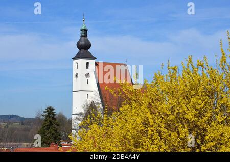 Ein Forsythien-Strauch im Frühling vor einer Kirche (Rüstorf, Bezirk Vöcklabruck, Oberösterreich, Österreich) - Der Strauch wächst aufrecht und erreic Banque D'Images