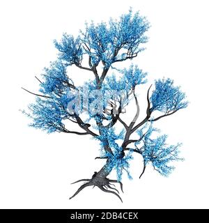 Le rendu 3D d'un arbre sakura en fleurs bleu isolé sur fond blanc Banque D'Images