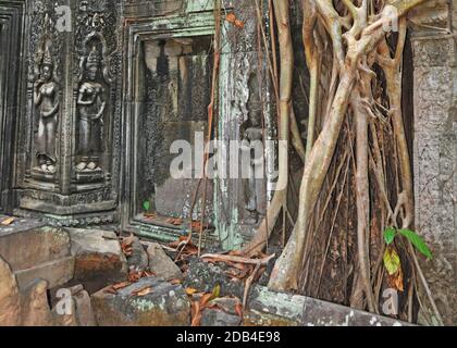 Pourriture des arbres surpoussant le complexe du temple de Ta Prohm, Angkor, Cambogia Banque D'Images