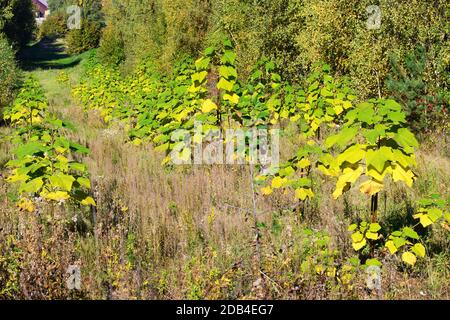 Plantation d'arbres de paulownia tomentosa dans la province de Swietokrzyskie, en Pologne. Des jeunes plants de paulownia tomentosa qui poussent dans le champ. Banque D'Images