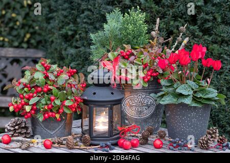 décoration de jardin d'hiver avec cyclamen rouge, gaultheria procumbens et lanterne vintage Banque D'Images