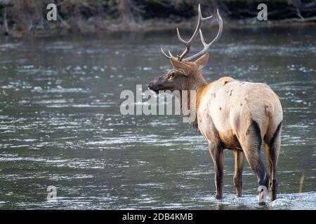 Bull Elk traverse la rivière Madison dans le parc national de Yellowstone Banque D'Images