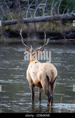 Bull Elk traverse la rivière Madison dans le parc national de Yellowstone Banque D'Images