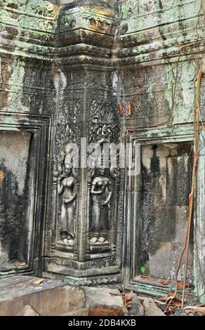 Ta Prohm temple, Angkor, Cambogia Banque D'Images