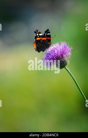 Beau papillon paisible sur fleur. Banque D'Images