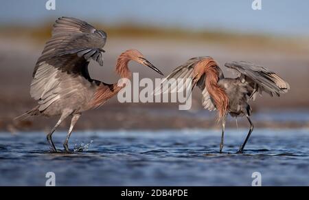 Un aigrette rougeâtre sur la plage en Floride Banque D'Images