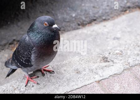 Pigeon commun de colombe assis à la frontière du trottoir sur la rue dans la ville. Vue grand angle, espace de copie Banque D'Images