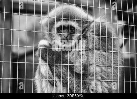 Sad monkey cage, détail d'un animal abandonné, la violence envers les animaux Banque D'Images