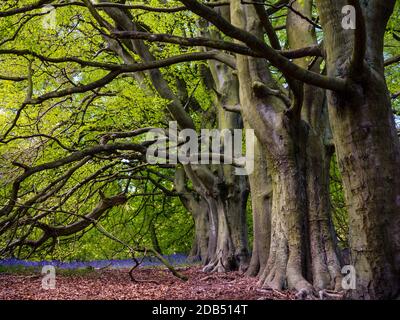 Fagus sylvatica, le hêtre européen ou le hêtre commun, un arbre à feuilles caduques appartenant à la famille des hêtres Fagaceae qui pousse à Bow Wood Derbyshire Royaume-Uni Banque D'Images