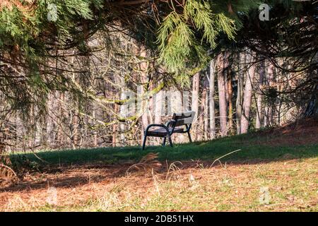 Banc en bois marron sous un grand arbre sur l'herbe verte Banque D'Images