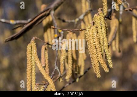 Arbre aux noisettes avec beaucoup de gros pollen jaune aux noisettes Banque D'Images