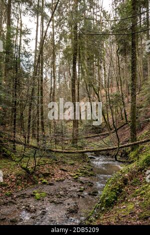 Little creek en bas du canyon au milieu de la forêt verte Banque D'Images