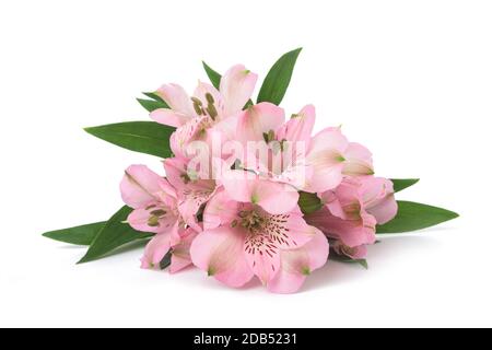 Lily péruvienne ( l'Alstroemeria ) isolé sur fond blanc Banque D'Images