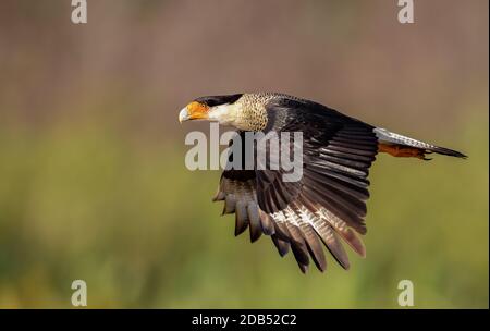 Caracara à crête en Floride Banque D'Images