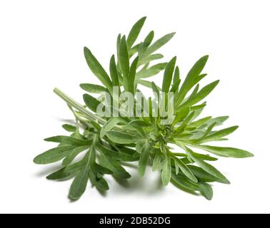 Branche Artemisia absinthium isolée sur fond blanc Banque D'Images