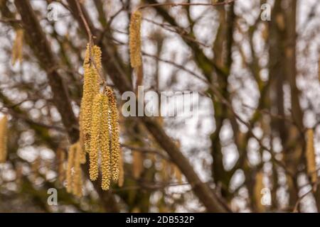 Arbre aux noisettes avec beaucoup de gros pollen jaune aux noisettes Banque D'Images