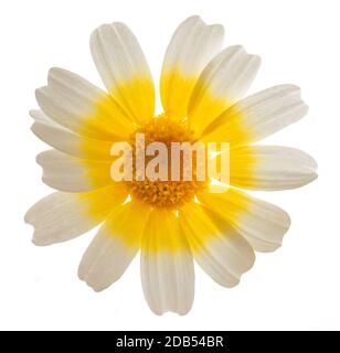 Garland chrysanthème (Glebionis coronaria) isolé sur fond blanc Banque D'Images