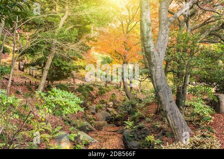 Tokyo Metropolitan Park KyuFurukawa du jardin japonais donnant sur cours d'eau par des érables et des pins arbres en automne. Banque D'Images